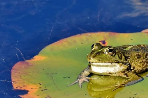 Loài ếch kêu như dê. (Nguồn: debate.com.mx) 