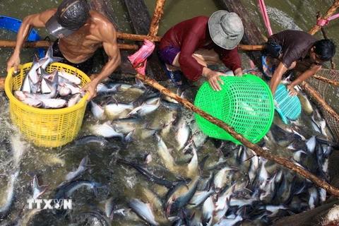 Thu hoạch cá tra nguyên liệu tại Ô Môn, Cần Thơ. (Ảnh: Duy Khương/TTXVN)