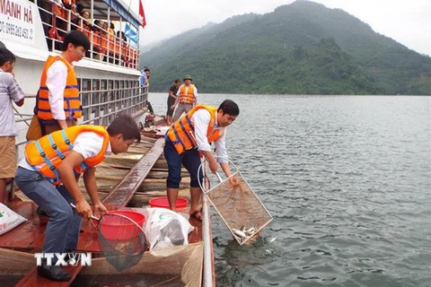 Thả hơn 60.000 con cá giống bổ sung nguồn lợi thủy sản hồ Hòa Bình. (Ảnh: Thanh Hải/TTXVN)