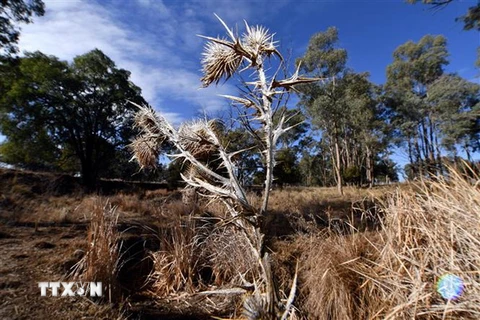 Cây cỏ bị chết khô do hạn hán tại Duri, New South Wales, Australia. (Nguồn: AFP/TTXVN)