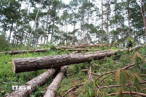 Khu vực rừng thông thuộc khu phố Bạch Đằng, thị trấn Nam Ban, huyện Lâm Hà, Lâm Đồng bị cưa hạ. (Ảnh: Đặng Tuấn-Nguyễn Dũng/TTXVN)