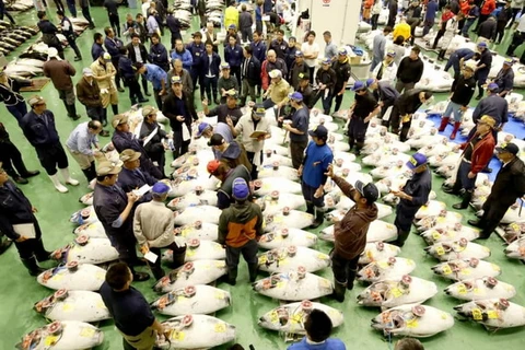 Chợ cá Toyosu. (Nguồn: Kyodo)