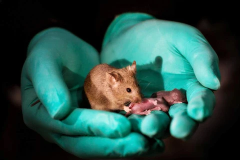 Chuột con sinh ra từ hai chuột cái. (Nguồn: independent.co.uk)