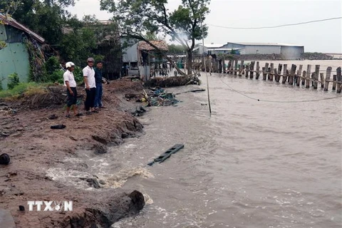 Bờ biển khu vực Tiểu Dừa, xã Vân Khánh Tây (An Minh, Kiên Giang) sạt lở đặc biệt nguy hiểm. (Ảnh: Lê Huy Hải/TTXVN)