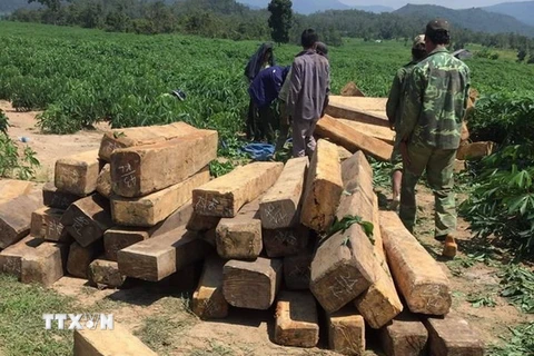 5,2m3 gỗ được lực lượng Kiểm lâm huyện Krông Pa thu giữ vào tháng 10/2018. (Ảnh: Hồng Điệp/TTXVN)