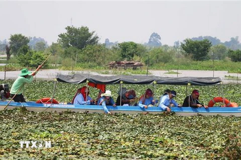 Du khách tham gia trải nghiệm hoạt động hái ấu của người nông dân ở khu vực lòng hồ Tân Trung, huyện Phú Tân, tỉnh An Giang. (Ảnh: Công Mạo/TTXVN)