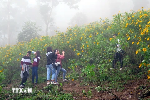 Du khách tham quan chụp ảnh tại vườn hoa dã quỳ vườn quốc gia Ba Vì. (Ảnh: Nguyễn Văn Cảnh/TTXVN)