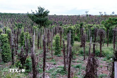 Một cánh đồng hồ tiêu tại huyện Đắk Song, tỉnh Đắk Nông, chết trụi hàng chục nghìn gốc. (Ảnh: Hưng Thịnh/TTXVN)