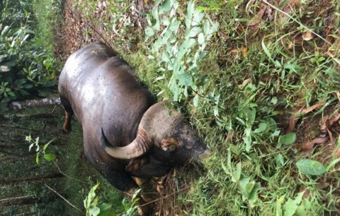 Xác định nguyên nhân cá thể bò tót chết trong khu bảo tồn ở Đồng Nai