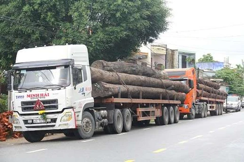 Quảng Nam: Phát hiện 4 xe container chở nhiều cây gỗ lớn không giấy tờ