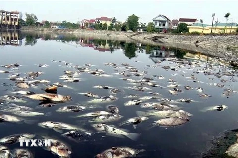 Cá chết hàng loạt, nổi trắng mặt nước tại hồ điều hòa Cửa Nam, thành phố Vinh (Nghệ An). (Ảnh: Tá Chuyên/TTXVN)
