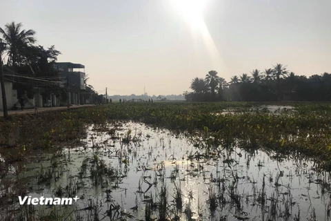 Toàn bộ hệ thống cống thoát nước dân sinh dài 800-1.000m và 5ha đất nông nghiệp của xã Quảng Hưng đã bị nhiễm dầu. (Ảnh: Hoa Mai/Vietnam+)