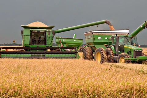Thu hoạch lúa tại Texas, Mỹ. (Nguồn: scmp.com)
