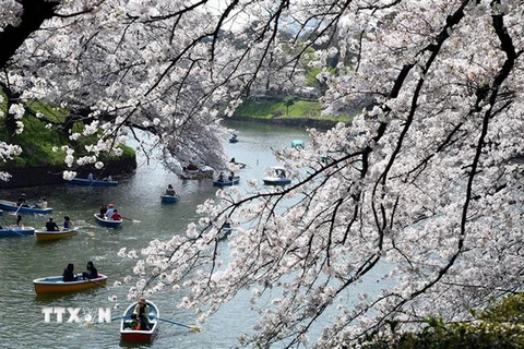 Khách du lịch ngắm hoa anh đào nở rộ tại Tokyo. (Nguồn: THX/TTXVN)
