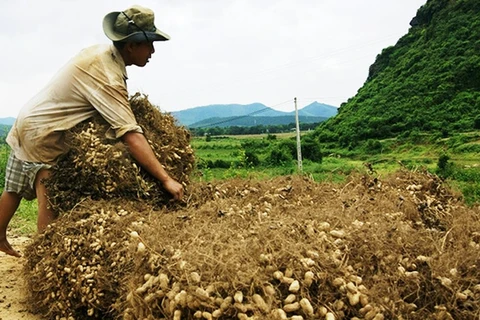 Hà Tĩnh: Bán 7 tấn lạc giống không rõ nguồn gốc cho nông dân