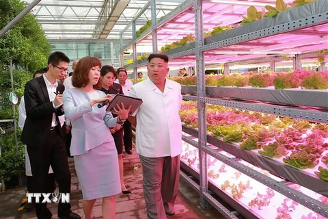 Nhà lãnh đạo Triều Tiên Kim Jong-un thăm Viện sáng kiến kỹ nghệ Nông nghiệp nhà nước thuộc Học viện Khoa học Nông nghiệp Trung Quốc ở Bắc Kinh ngày 20/6/2018. (Nguồn: AFP/TTXVN)
