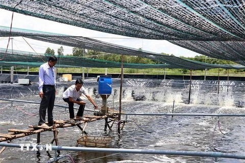 Mô hình nuôi tôm siêu thâm canh gắn với bảo vệ môi trường tại xã Hòa Tân, thành phố Cà Mau, tỉnh Cà Mau. (Ảnh: Kim Há/TTXVN)