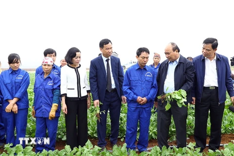 Thủ tướng Nguyễn Xuân Phúc thăm các cánh đồng nguyên liệu của Công ty Cổ phần thực phẩm xuất khẩu Đồng Giao. (Ảnh: Thống Nhất/TTXVN)