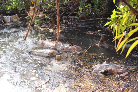 Nguy cơ bùng phát dịch khi người dân vứt xác lợn chết trên suối Cam Ly. (Ảnh: Đặng Tuấn/TTXVN)