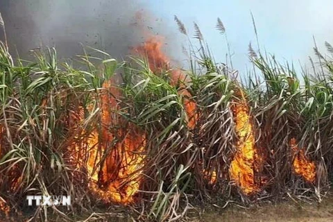 Cháy diện tích mía đang trong thời kỳ thu hoạch tại huyện Kbang. (Ảnh: Hồng Điệp/TTXVN)