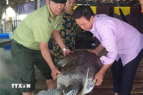 Anh Nguyễn Văn Nghĩa (bên phải) và cán bộ Hạt kiểm lâm huyện Ngọc Hiển chuyển cá thể rùa biển để thả về môi trường tự nhiên. (Ảnh: Huỳnh Thế Anh/TTXVN)