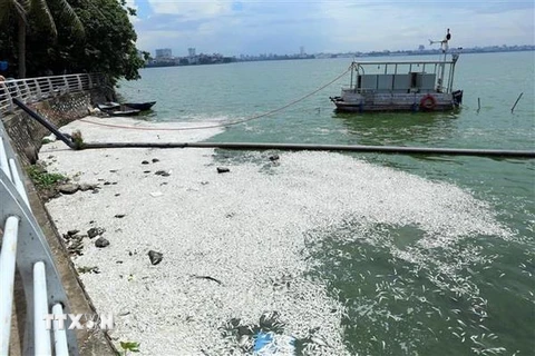 Cá hồ Tây chết nổi trắng mặt nước bốc mùi hôi thối tại khu vực đường Trích Sài. (Ảnh: Huy Hùng/TTXVN)