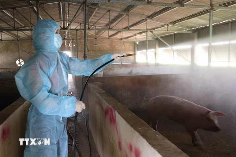 Người dân huyện Gia Bình, tỉnh Bắc Ninh phun thuốc khử trùng, tiêu độc chuồng lợn. (Ảnh: Diệp Trương/TTXVN)