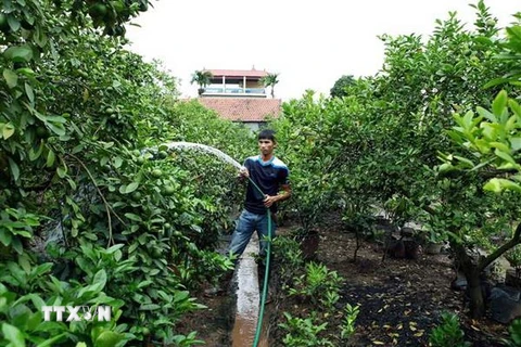 Giá chanh trái vụ tăng cao kỷ lục. Ảnh minh họa. (Ảnh: Phạm Kiên/TTXVN)