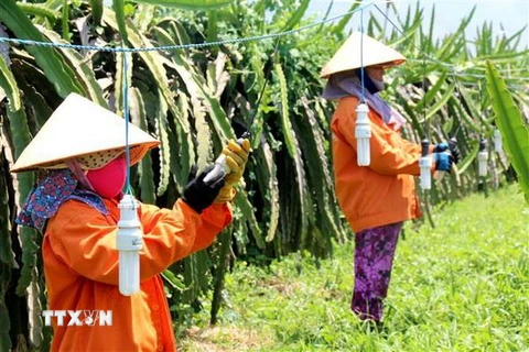 Người trồng thanh long ở Bình Thuận thay đèn sợi đốt bằng đèn compact để giảm giá thành và tiết kiệm điện. (Ảnh: Nguyễn Thanh/TTXVN)