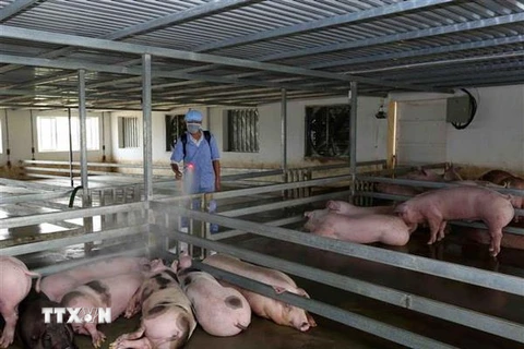 Nhân viên cơ sở giết mổ gia súc phun hóa chất tiêu độc khử trùng. (Ảnh: Vũ Sinh/TTXVN)