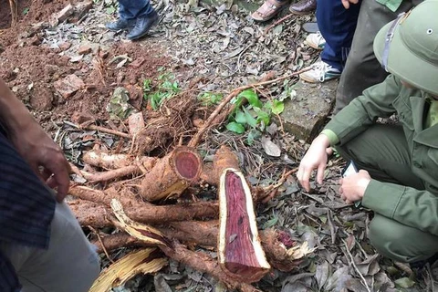 Hòa Bình: Điều tra vụ 200 cây sưa đỏ của người dân bị chặt phá 