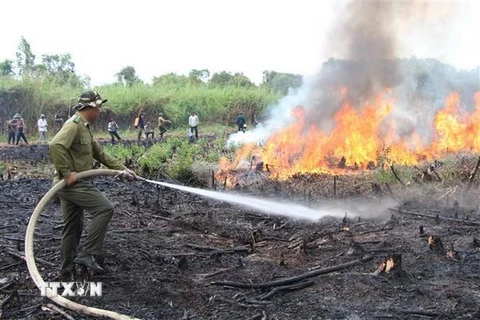 Các đơn vị tham gia diễn tập chữa cháy rừng. (Ảnh: Hồng Thái/TTXVN)