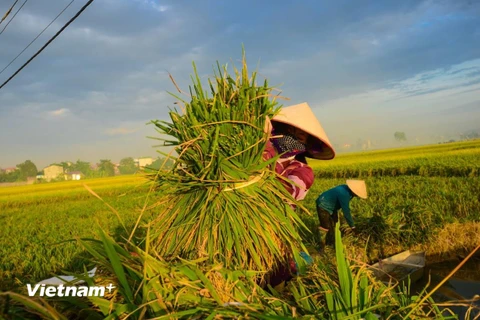 Nông dân thu hoạch lúa. (Ảnh: Lê Minh Sơn/Vietnam+)