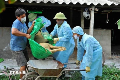 Lợn mắc bệnh dịch tả lợn châu Phi bị chết tại một hộ chăn nuôi ở xã Quang Thiện (huyện Kim Sơn) được lực lượng chức năng đưa đi tiêu hủy. (Ảnh: Minh Đức/TTXVN)