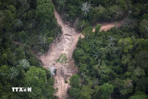 Khoảng rừng Amazon bị chặt phá tại bang Para, Brazil. (Nguồn: AFP/TTXVN)