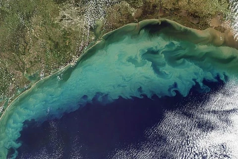 Ảnh chụp vệ tinh Vịnh Mexico. (Nguồn: commondreams.org)