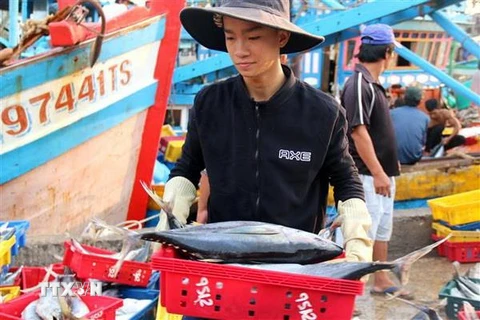 Các loại hải sản được đưa từ tàu lên cảng cá Phan Thiết. (Ảnh: Nguyễn Thanh/TTXVN)