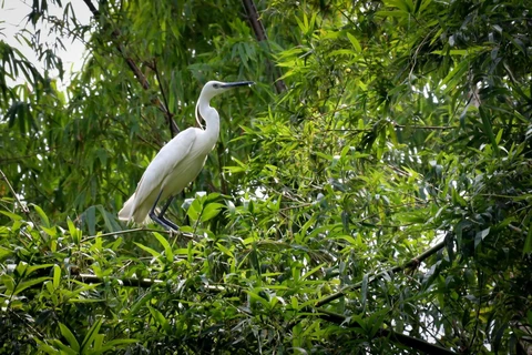 Nhiều loài chim quý hiếm được nuôi dưỡng, bảo tồn tại khu bảo tồn sinh thái Đồng Tháp Mười. (Ảnh: Nam Thái/TTXVN)