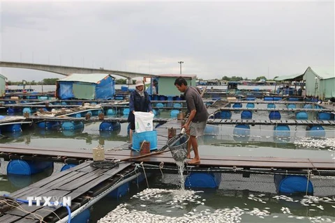 Người dân nuôi cá lồng bè trên sông Chà Và, xã Long Sơn, thành phố Vũng Tàu vớt cá chết cho vào bao tải mang vào bờ xử lý. (Ảnh: Hoàng Nhị/TTXVN)