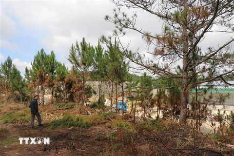 Công an Lâm Đồng bắt quả tang đối tượng cưa hạ trái phép 70 cây thông. (Ảnh: Đặng Tuấn/TTXVN)