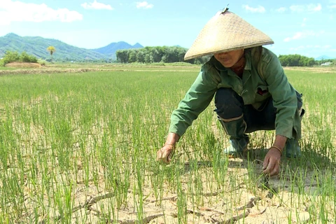 Ruộng lúa khô nẻ ở huyện A Lưới, Thừa Thiên-Huế. (Ảnh: Hồ Cầu/TTXVN)
