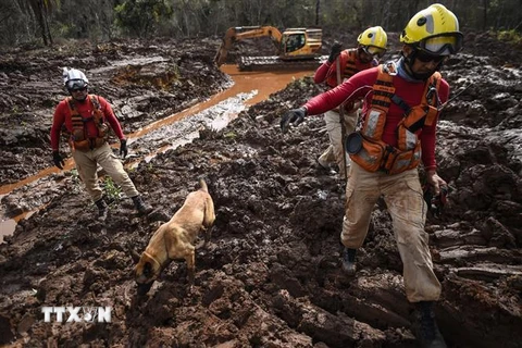Lực lượng cứu hộ tìm kiếm thi thể nạn nhân sau vụ vỡ đập ở bang Minas Gerais, Brazil. (Nguồn: AFP/TTXVN)