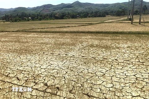 Hơn 30ha lúa vụ Hè Thu ở huyện Hoài Ân, tỉnh Bình Định đã bị cháy khô vì thiếu nước. (Ảnh: Nguyên Linh/TTXVN)