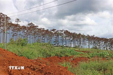 Vạt rừng thông bị đầu độc dài gần 1km dọc bên đường hiện đã có biểu hiện chết khô, lá héo úa. (Ảnh: Nguyễn Dũng/TTXVN)