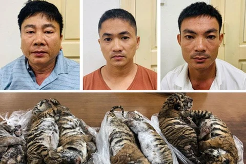 Nguyễn Hữu Huệ, Hồ Anh Tú và Phan Văn Vui bị bắt giữ cùng tang vật 7 cá thể hổ đông lạnh. (Nguồn: cand.com.vn)