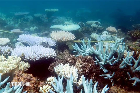 Rạn san hô Great Barrier ở Australia. (Ảnh: AFP/TTXVN)