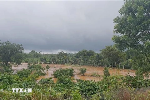 Mưa lũ gây ngập hàng trăm hecta cây trồng của người dân tỉnh Đắk Nông. (Ảnh: Hưng Thịnh/TTXVN)