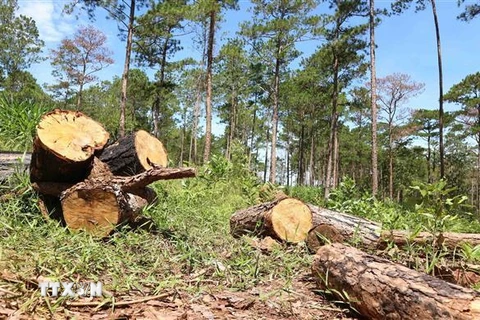 Rừng thông tại Tiểu khu 438A (diện tích rừng đã giao cho Cộng đồng dân cư thôn 4, xã Lộc Ngãi quản lý bảo vệ) bị chặt hạ. (Ảnh: Nguyễn Dũng/TTXVN)