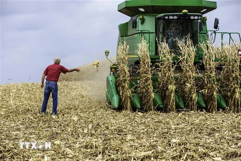 Nông dân thu hoạch ngô tại Hastings, bang Minnesota, Mỹ. (Ảnh: AFP/TTXVN)