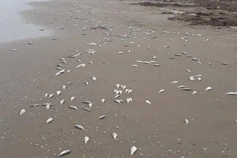 Xuất hiện cá chết kéo dài trên nhiều km trôi dạt vào bờ biển Hà Tĩnh